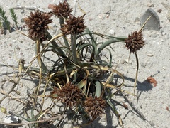 Cyperus capitatus