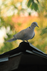 Streptopelia decaocto