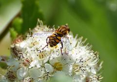 Parhelophilus laetus