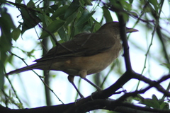 Turdus grayi