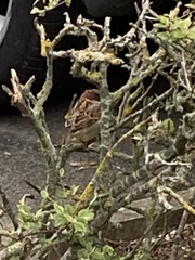 Passer domesticus