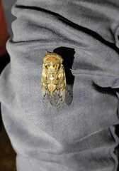 Platypleura capitata