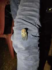 Platypleura capitata