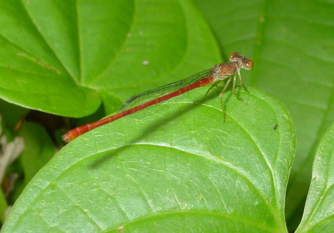 Duckweed Firetail