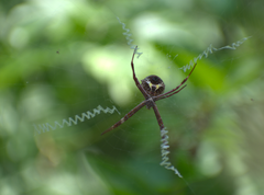 Argiope blanda