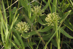 Asclepias lanuginosa