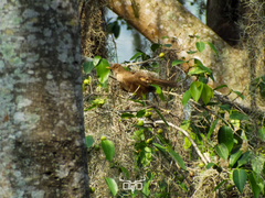 Turdus grayi