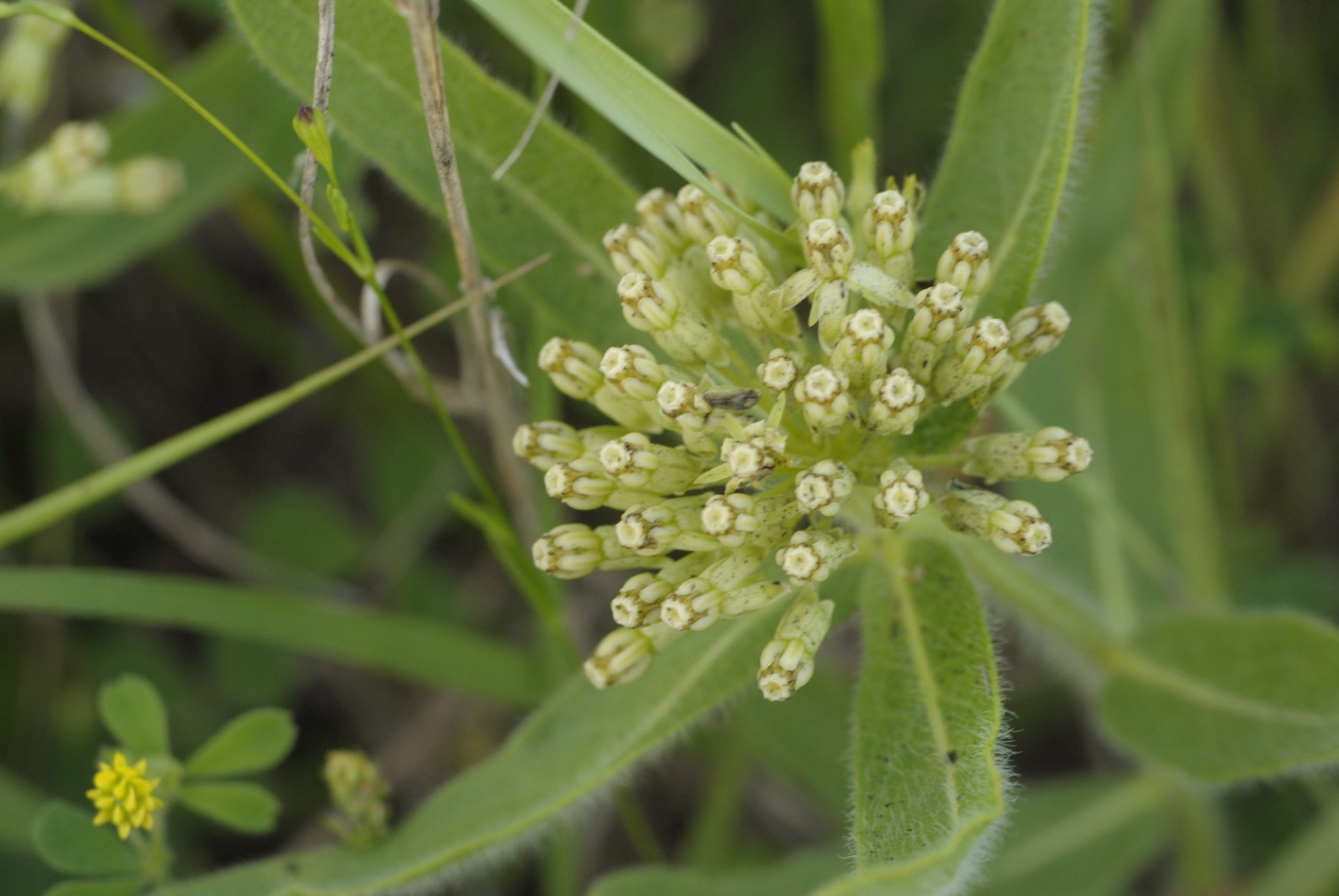 Asclepias lanuginosa