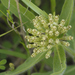 Woolly Milkweed - Photo (c) rayrob, some rights reserved (CC BY-NC), uploaded by rayrob