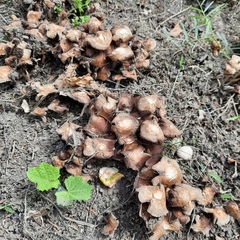 Coprinellus micaceus