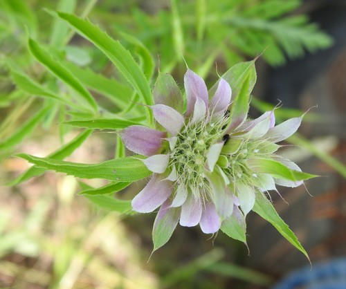 Lemon beebalm (Monarda citriodora)