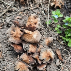 Coprinellus micaceus