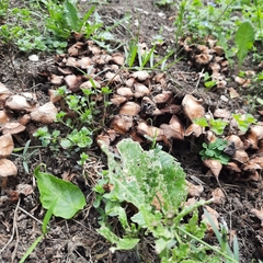 Coprinellus micaceus