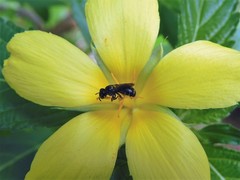 Ceratina perforatrix pyramidalis