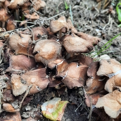 Coprinellus micaceus