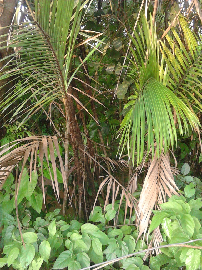 Bactris pilosa
