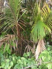 Bactris pilosa