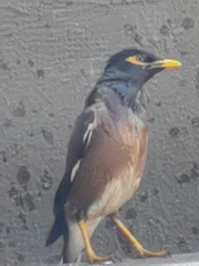 Acridotheres tristis