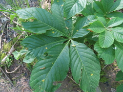 Puccinia andropogonis