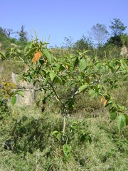 Croton xalapensis