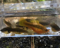 Xiphophorus variatus