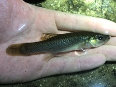 Fundulus seminolis