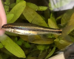 Pteronotropis harperi