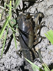 Procambarus steigmani