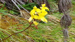 Disa aurata