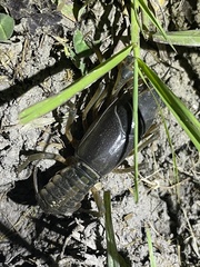 Procambarus steigmani