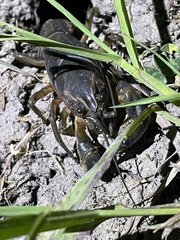 Procambarus steigmani