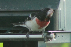 Pheucticus ludovicianus