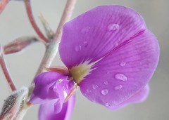 Tephrosia watsoniana