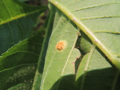 Puccinia andropogonis