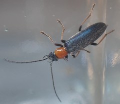 Oxycopis floridana