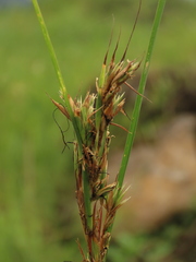 Cymbopogon tortilis