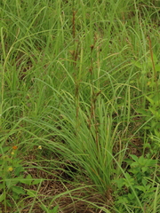 Cymbopogon tortilis