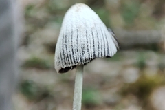 Coprinopsis semitalis