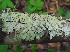 Parmotrema gardneri