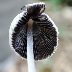 Coprinopsis semitalis