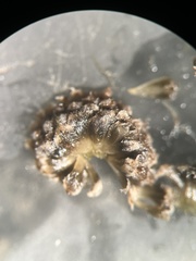 Eriocaulon lineare
