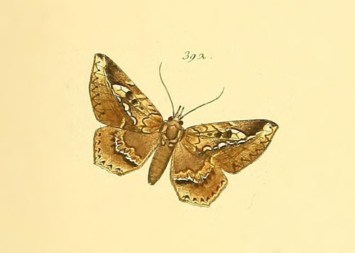 Euclystis Epulea Inaturalist
