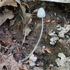 Coprinopsis semitalis
