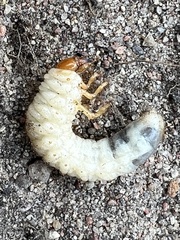 Melolontha melolontha