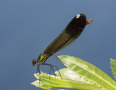 Calopteryx aequabilis