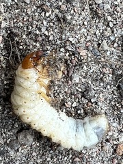 Melolontha melolontha