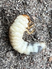 Melolontha melolontha