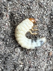 Melolontha melolontha