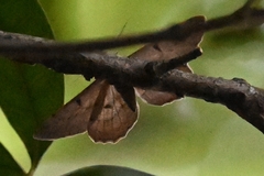 Lepidoptera