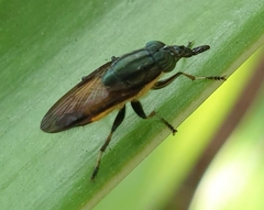 Idiella